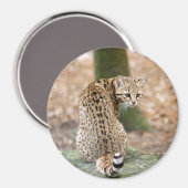 Aimant geoffroy-cat-004 (Recto/Verso)