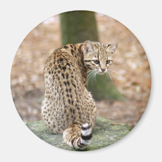 Aimant geoffroy-cat-004