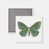 Aimant Geometra papilionaria - La Grande Moth Émeraude (Recto/Verso)