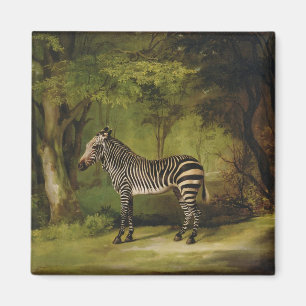 Aimant George Stubbs un zèbre, 1763 (huile sur la