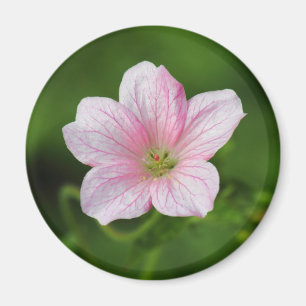Aimant Géranium