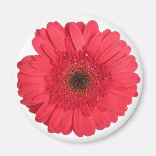 Aimant Gerber Daisy (Devant)