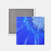 Aimant gerbera bleu électrique (Recto/Verso)