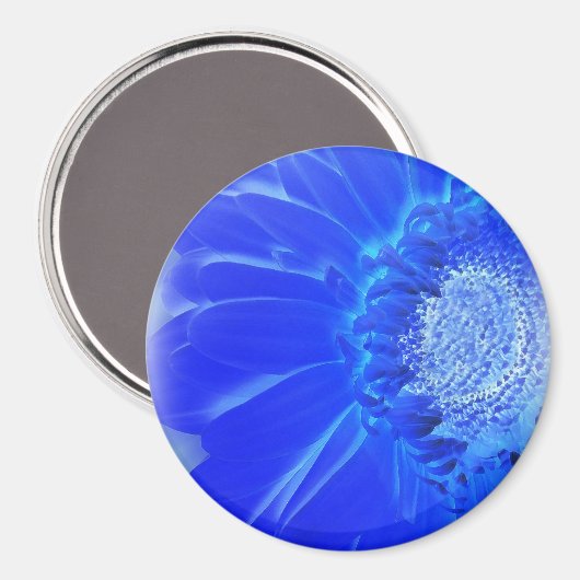 Aimant gerbera bleu électrique (Recto/Verso)