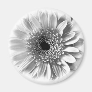 Aimant Gerbera Daisy