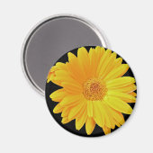 Aimant Gerbera Daisy (Gerbera hybrida) - Jaune (Recto/Verso)
