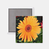 aimant gerbera orange (Recto/Verso)