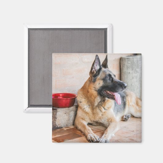 Aimant German Shepherd Resting (Recto/Verso)