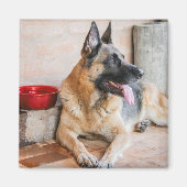 Aimant German Shepherd Resting (Devant)