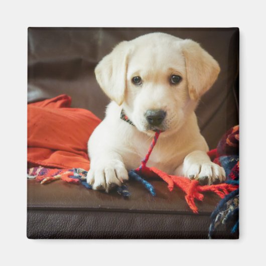 Aimant Getty Images | Puppy On A Sofa (Devant)