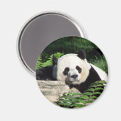 Aimant Giant Panda Napping (Recto/Verso)
