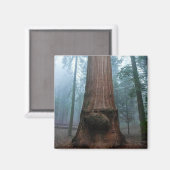 Aimant Giant Sequoia Tree in Grant Grove, CA (Recto/Verso)
