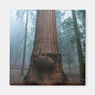 Aimant Giant Sequoia Tree in Grant Grove, CA