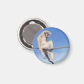 Aimant Gibbon Relaxé assis sur une corde au soleil (Recto/Verso)