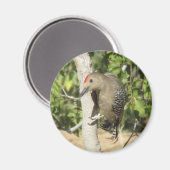 Aimant Gila Woodpecker (Recto/Verso)