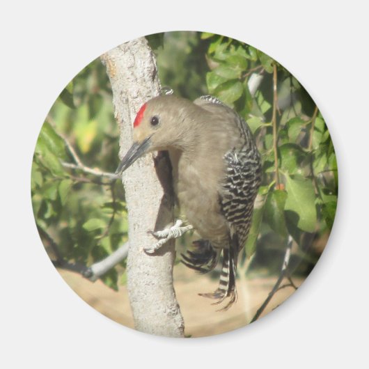 Aimant Gila Woodpecker (Devant)