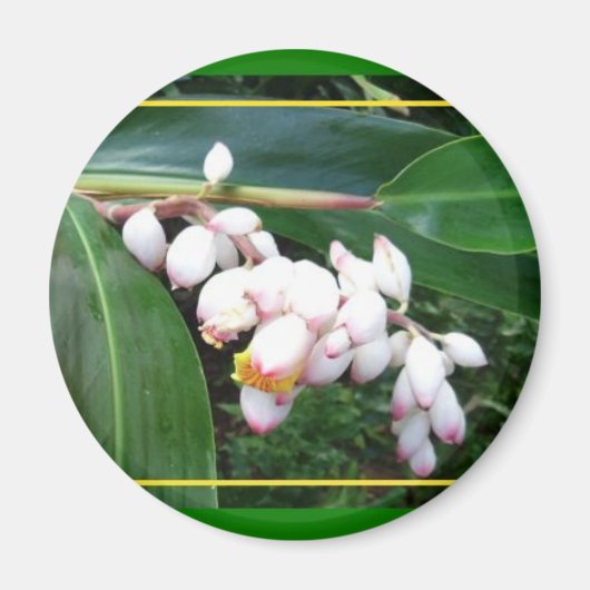 Aimant Gingembre de coque Magnet-Hawaii (Devant)