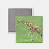 Aimant girafe (Recto/Verso)