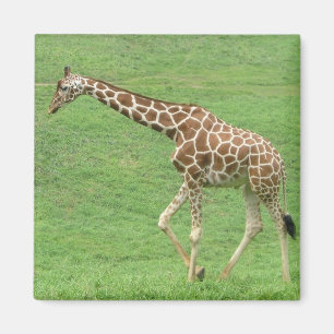 Aimant girafe