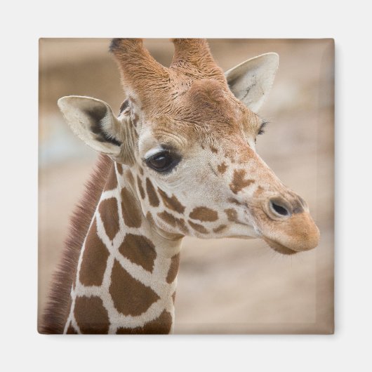 Aimant girafe (Devant)