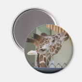 Aimant girafe (Recto/Verso)