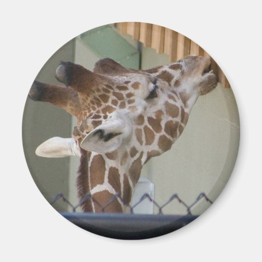 Aimant girafe (Devant)