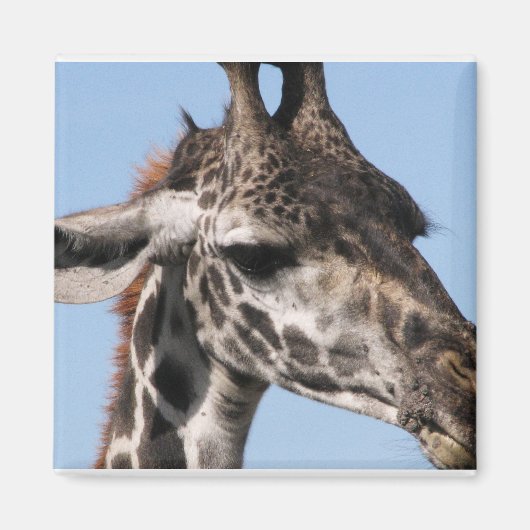 aimant girafe (Devant)