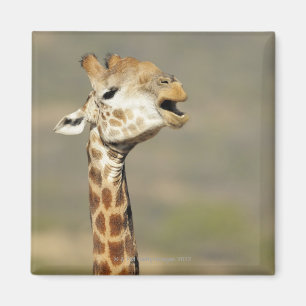 Aimant Girafe africaine du sud (camelopardalis de Giraffa