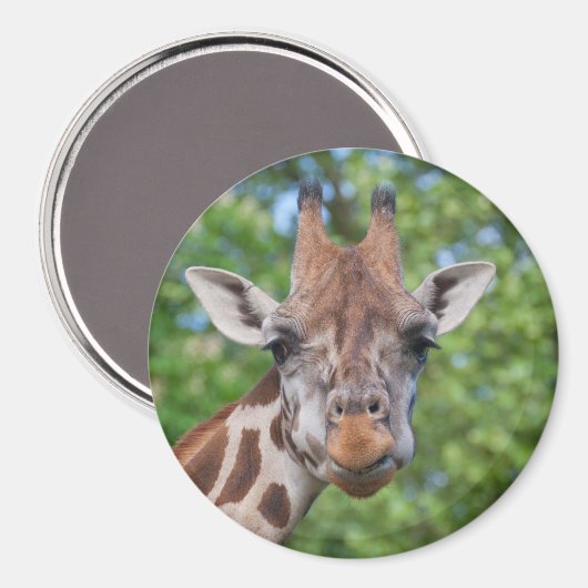 Aimant Girafe attentive (Recto/Verso)