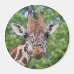 Aimant Girafe attentive