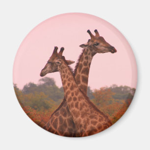 Aimant Girafe au ciel rose