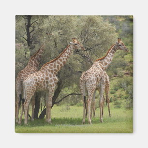 Aimant Girafe, camelopardalis de Giraffa, Kgalagadi 2