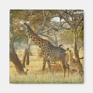 Aimant Girafe femelle adulte et juvénile, Giraffa