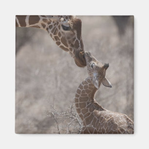 Aimant Girafe, Kenya, Afrique