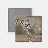 Aimant Girafe maasaï (Giraffa tippelskirchi) (Recto/Verso)
