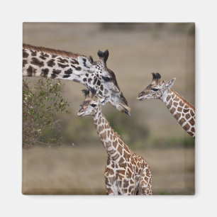 Aimant Girafe maasaï (Giraffa tippelskirchi)