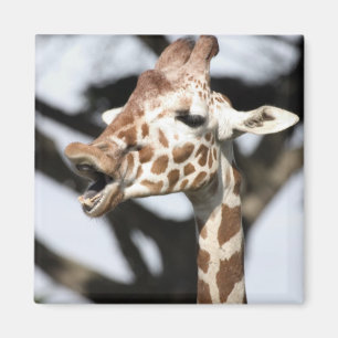 Aimant Girafe réticulé au visage drôle, San Francisco
