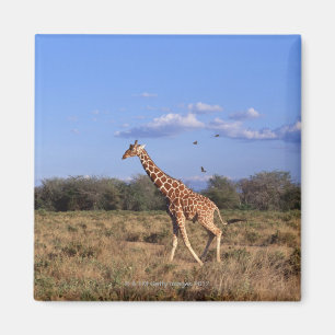 Aimant Girafe réticulée
