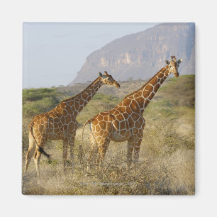 Aimant Girafe somalienne, girafe réticulée, Giraffa