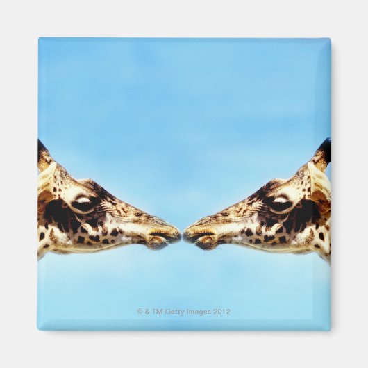 Aimant Girafe touchant le nez (Devant)