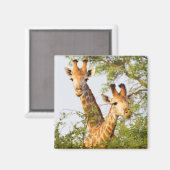 Aimant Girafes dépassant de la végétation (Recto/Verso)