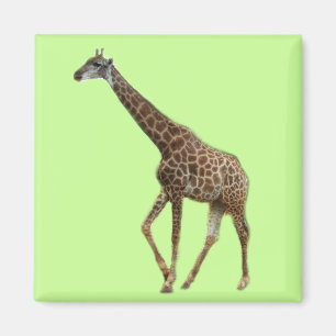 Aimant Girafes et arbres,长颈鹿. Photographie de zoo d'anima