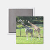 Aimant Girafes étonnantes (Recto/Verso)