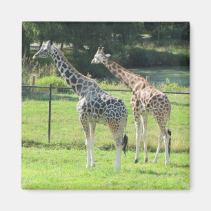 Aimant Girafes étonnantes