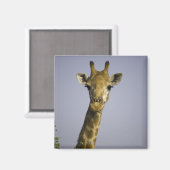 Aimant (giraffa camelopardalis), en regardant la caméra, (Recto/Verso)