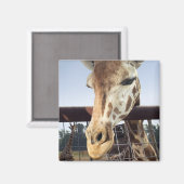 Aimant Giraffe (Recto/Verso)