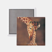 Aimant Giraffe adulte avec veau (Giraffa camelopardalis) (Recto/Verso)