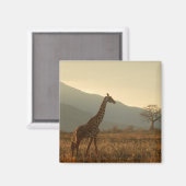 Aimant Giraffe dans la Savannah (Recto/Verso)
