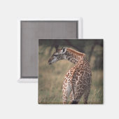 Aimant Giraffe du Massai 2 (Recto/Verso)