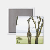 Aimant Giraffe en Kenya, Afrique (Recto/Verso)